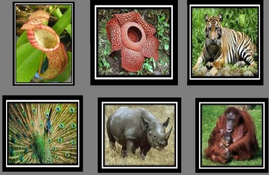  24 Gambar Flora dan Fauna yang Ada di Indonesia