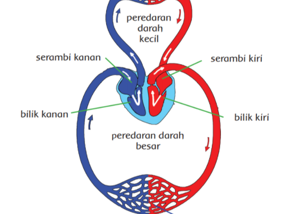 soal tema 4 kelas 5